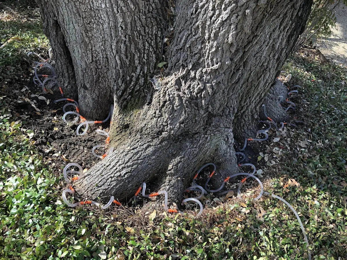 Detailed Tree Cabling and Bracing job site in Prairie Du Sac