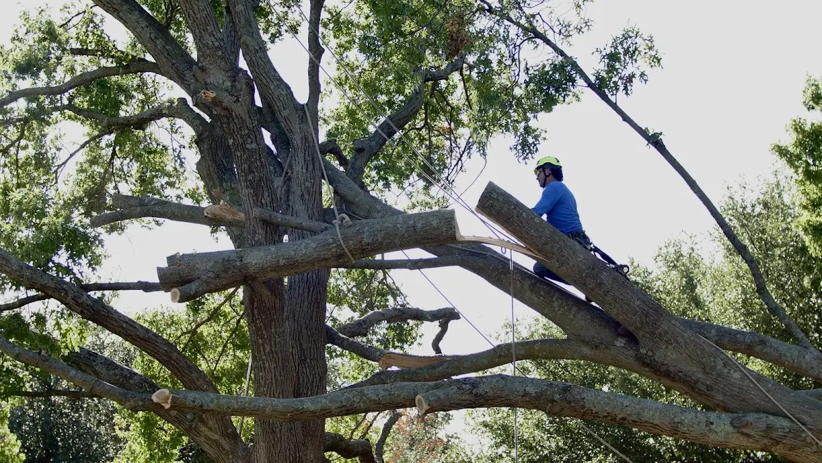 Professional Crown Thinning performed by certified arborists in Prairie Du Sac