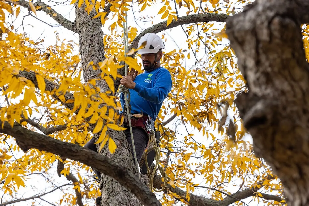 Skilled Tree Pruning crew working in Prairie Du Sac